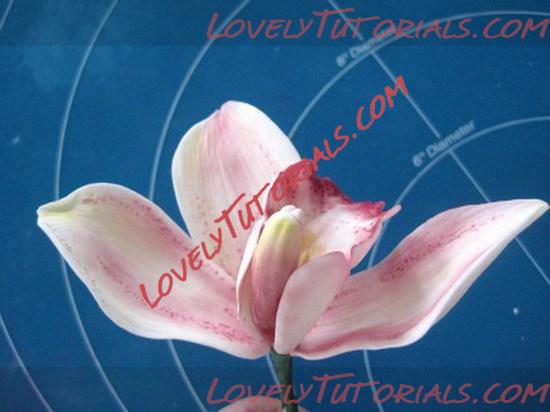 Название: orchid flower tutorial 18_resize.jpg
Просмотров: 15

Размер: 59.8 Кб