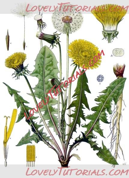 Название: Taraxacum_officinale_-_Köhler–s_Medizinal-Pflanzen-135.jpg
Просмотров: 1

Размер: 180.1 Кб