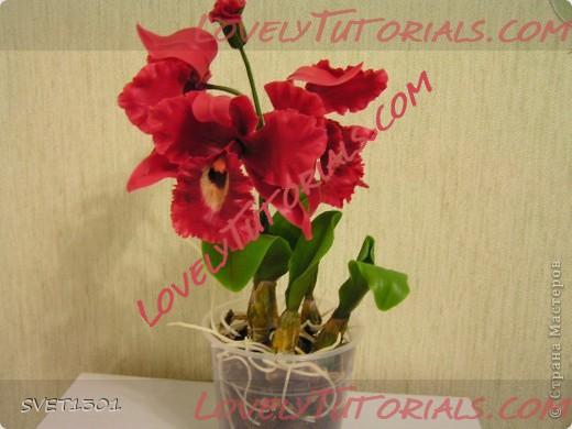 Название: orchid_tutorial26.jpg
Просмотров: 72

Размер: 51.7 Кб