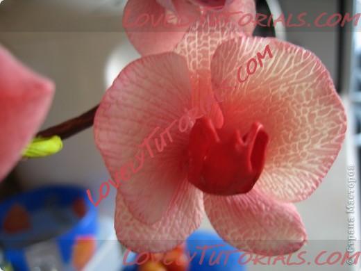 Название: orchid_tutorial.jpg
Просмотров: 103

Размер: 39.1 Кб