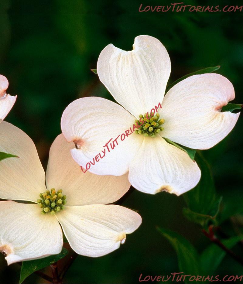 Название: dogwood via hd wallpapers.jpg
Просмотров: 0

Размер: 162.9 Кб