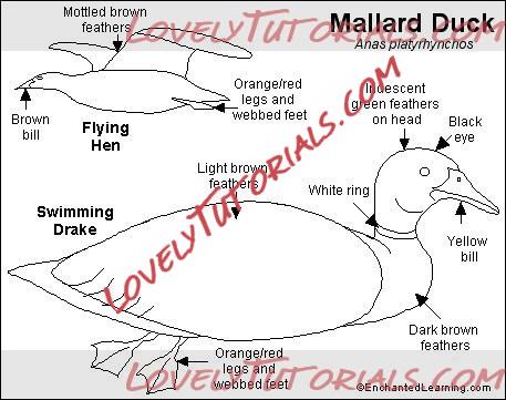 Название: Mallard_bw.jpg
Просмотров: 0

Размер: 45.6 Кб