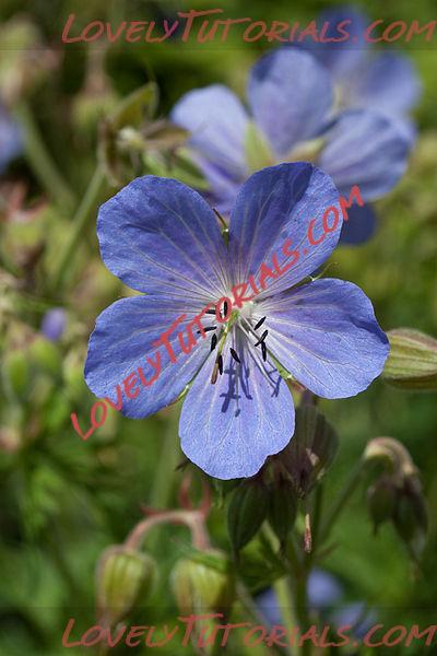 Название: 400px-Geranium_pratense_(Meadow_Cranesbill).jpg
Просмотров: 4

Размер: 49.6 Кб