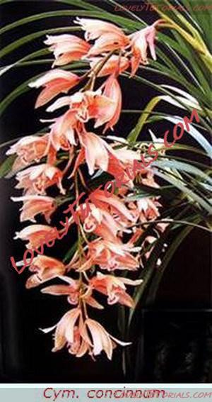 Название: Cymbidium concinnum2.jpg
Просмотров: 0

Размер: 62.5 Кб