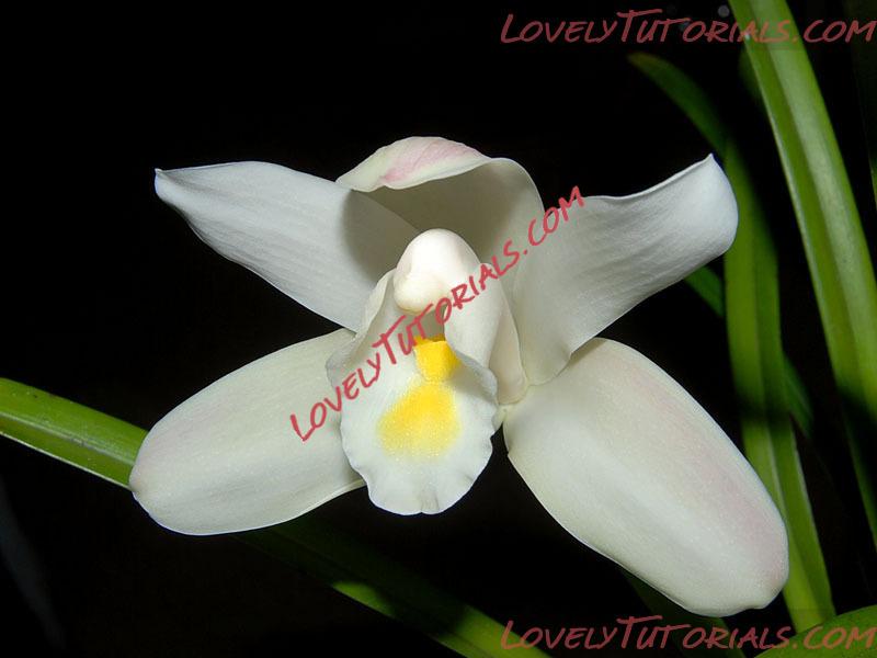 Название: Cymbidium eburneum.jpg
Просмотров: 0

Размер: 64.8 Кб