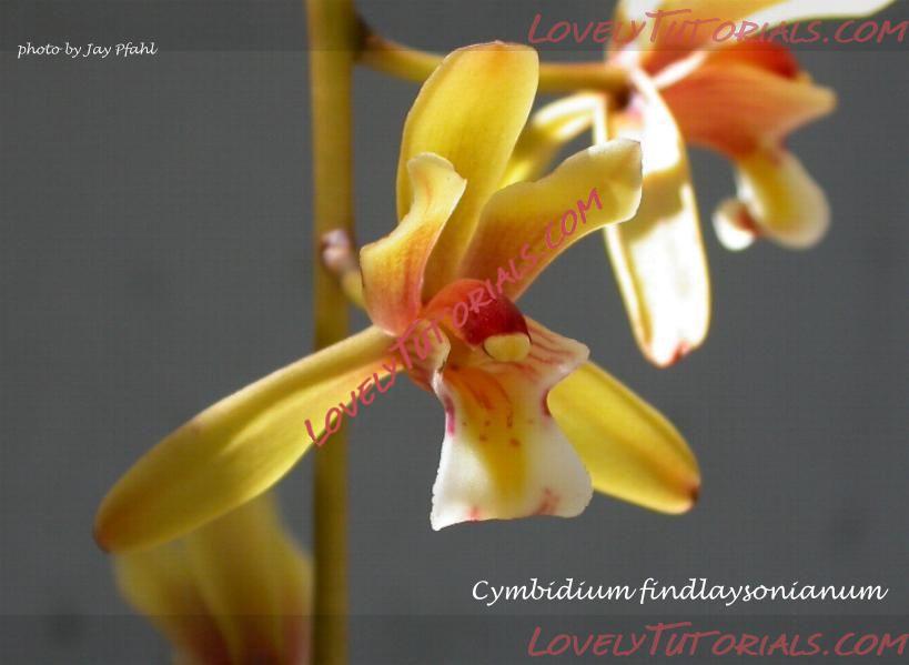 Название: Cymbidium finlaysonianum.jpg
Просмотров: 0

Размер: 37.0 Кб