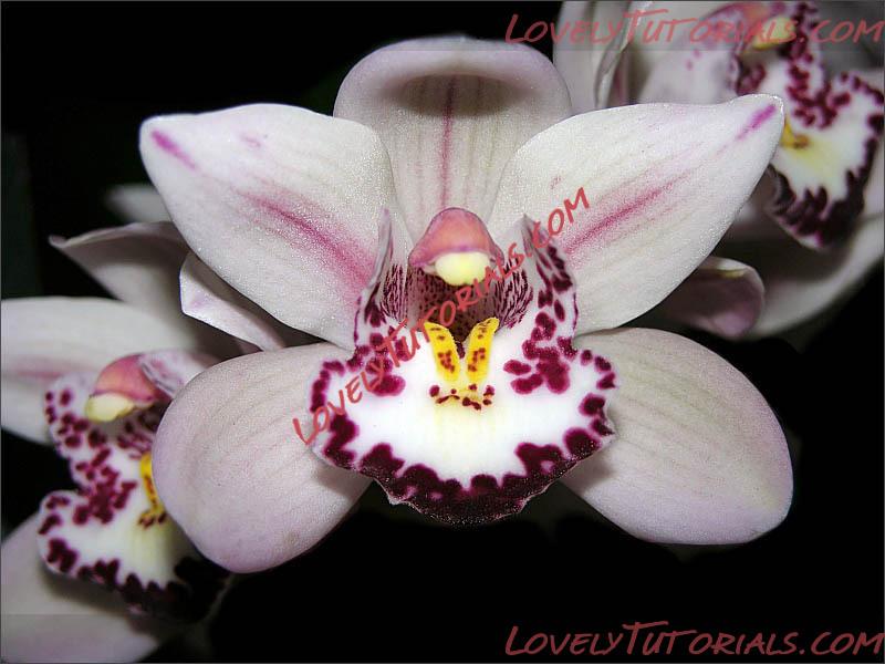 Название: Cymbidium Hybride.jpg
Просмотров: 0

Размер: 77.9 Кб