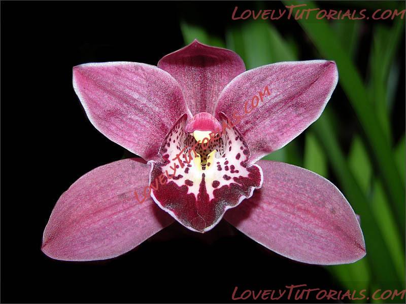 Название: Cymbidium Hybride2.jpg
Просмотров: 0

Размер: 93.2 Кб