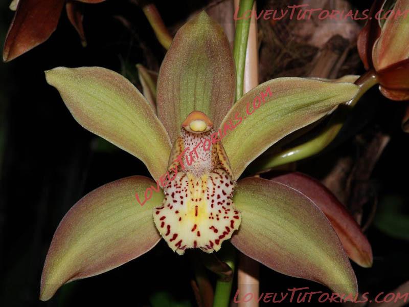 Название: Cymbidium Hybride3.jpg
Просмотров: 0

Размер: 97.4 Кб