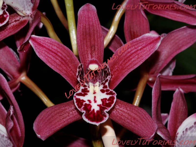 Название: Cymbidium Hybride4.jpg
Просмотров: 0

Размер: 114.1 Кб