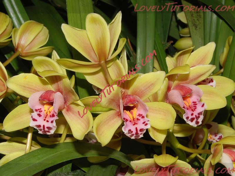 Название: Cymbidium Hybride5.jpg
Просмотров: 0

Размер: 118.6 Кб