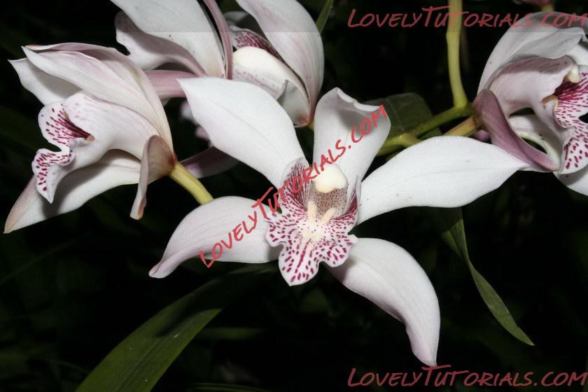 Название: Cymbidium insigne.jpg
Просмотров: 0

Размер: 99.6 Кб