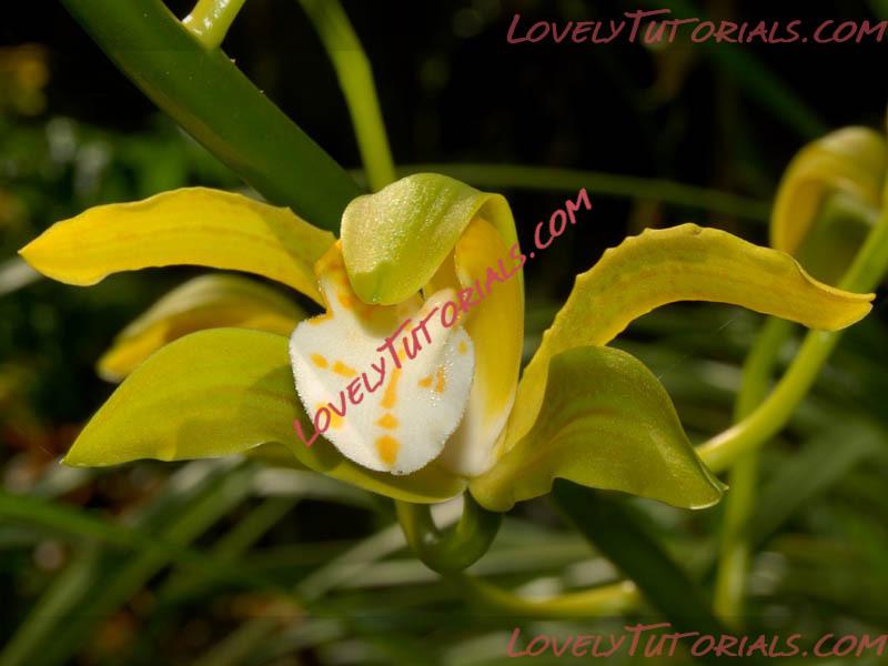 Название: Cymbidium iridioides.jpg
Просмотров: 0

Размер: 64.1 Кб