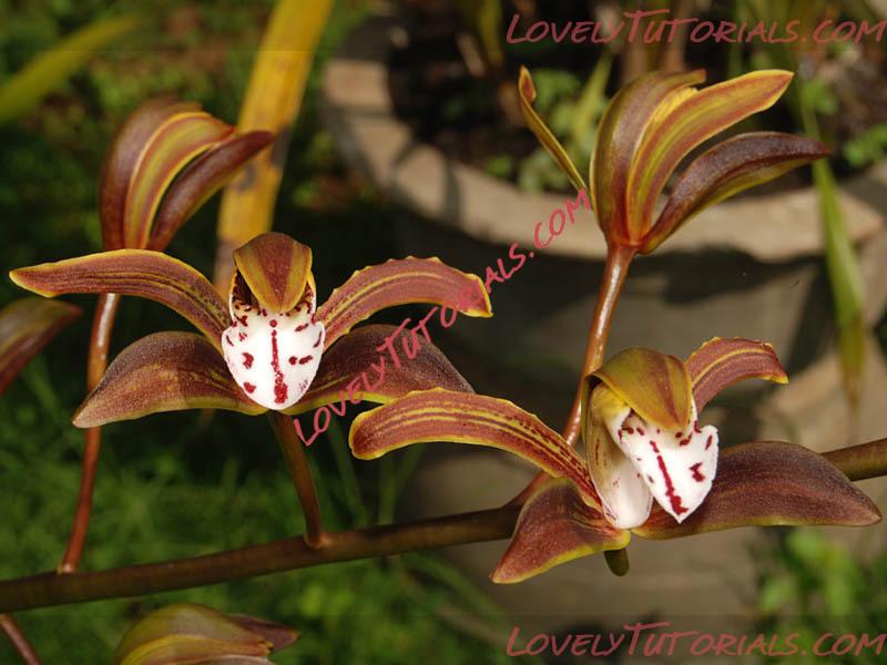 Название: Cymbidium iridioides2.jpg
Просмотров: 0

Размер: 83.8 Кб