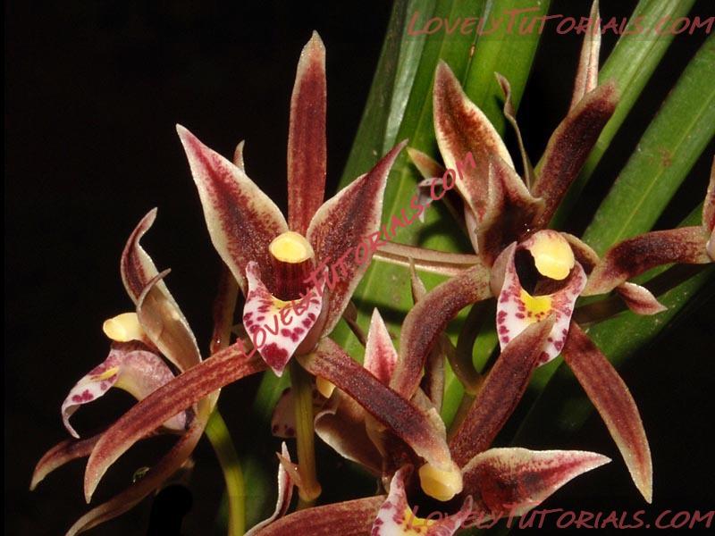 Название: Cymbidium kinabaluense.jpg
Просмотров: 0

Размер: 107.8 Кб