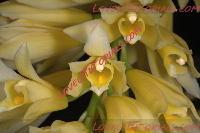 Название: Cymbidium longifolium.jpg
Просмотров: 0

Размер: 37.4 Кб