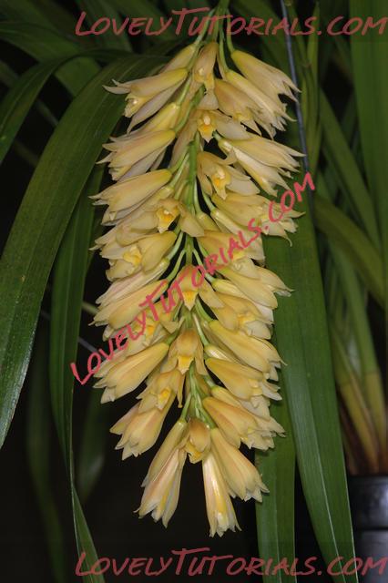 Название: Cymbidium longifolium2.jpg
Просмотров: 0

Размер: 49.9 Кб