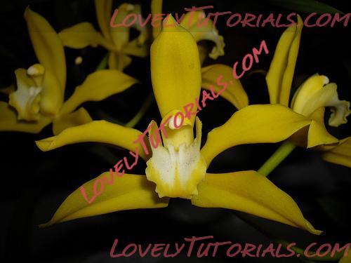 Название: Cymbidium lowianum.jpg
Просмотров: 0

Размер: 74.1 Кб