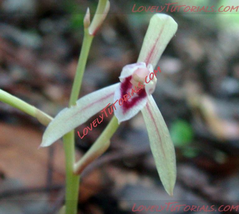 Название: Cymbidium macrorhizon.jpg
Просмотров: 0

Размер: 110.0 Кб