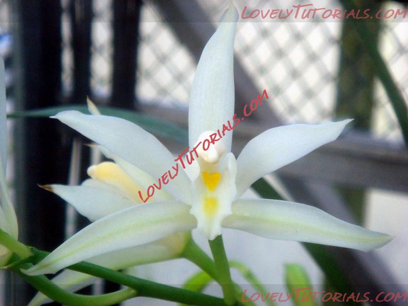 Название: Cymbidium maguanense.jpg
Просмотров: 0

Размер: 109.3 Кб