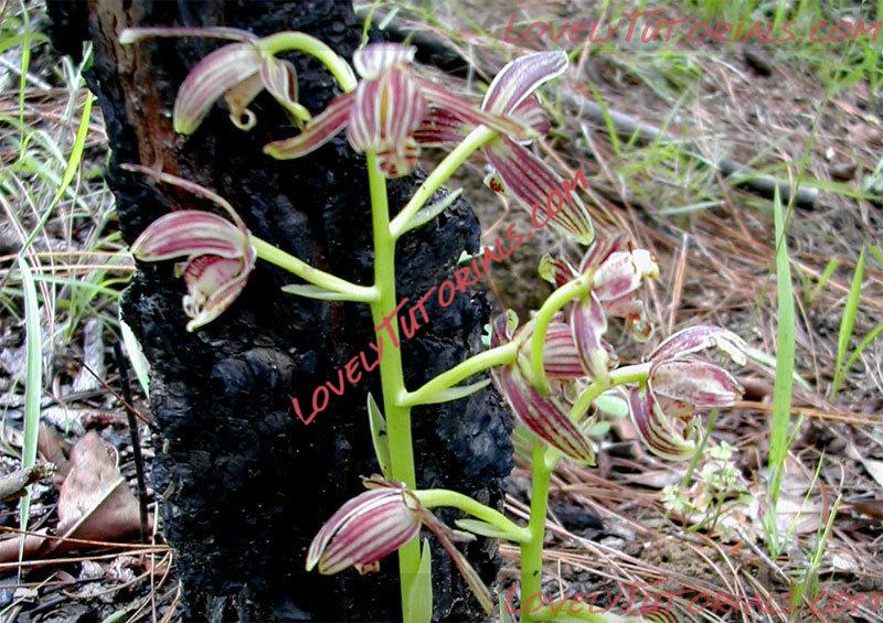 Название: Cymbidium multiradicatum.jpg
Просмотров: 0

Размер: 158.4 Кб