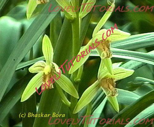 Название: Cymbidium munronianum.jpg
Просмотров: 0

Размер: 68.4 Кб