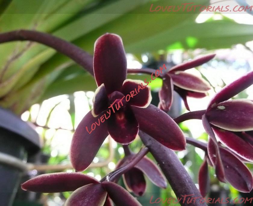 Название: Cymbidium nanulum.jpg
Просмотров: 1

Размер: 134.8 Кб