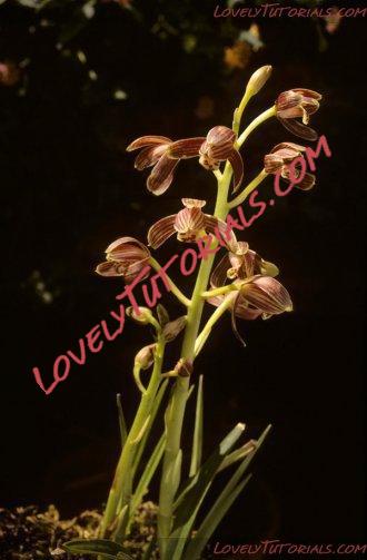 Название: Cymbidium nanulum2.jpg
Просмотров: 0

Размер: 25.2 Кб