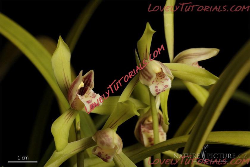 Название: Cymbidium omeiense.jpg
Просмотров: 0

Размер: 73.2 Кб