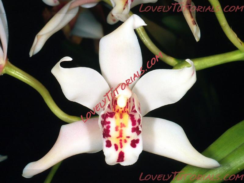 Название: Cymbidium parishii.jpg
Просмотров: 0

Размер: 135.3 Кб