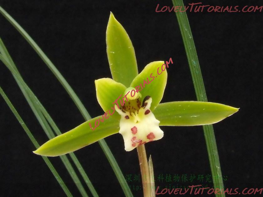 Название: Cymbidium qiubeiense.jpg
Просмотров: 0

Размер: 116.9 Кб