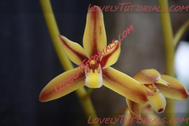 Название: Cymbidium rectum.jpg
Просмотров: 0

Размер: 91.3 Кб