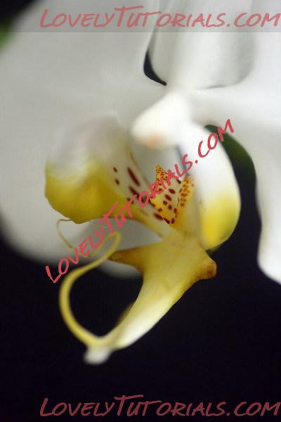 Название: Phalaenopsis amabilis2.jpg
Просмотров: 0

Размер: 38.4 Кб