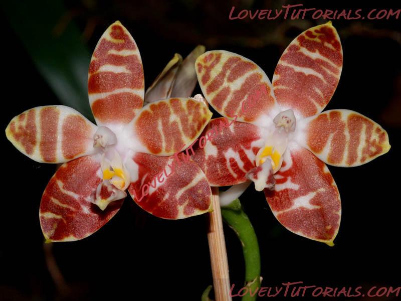 Название: Phalaenopsis amboinensis.jpg
Просмотров: 0

Размер: 102.4 Кб