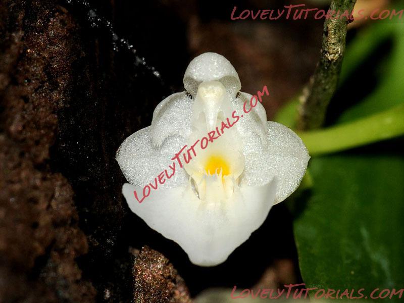Название: Phalaenopsis apendiculata 2.jpg
Просмотров: 1

Размер: 109.9 Кб