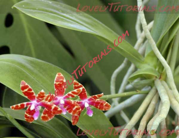 Название: Phalaenopsis bastianii3.jpg
Просмотров: 0

Размер: 23.5 Кб