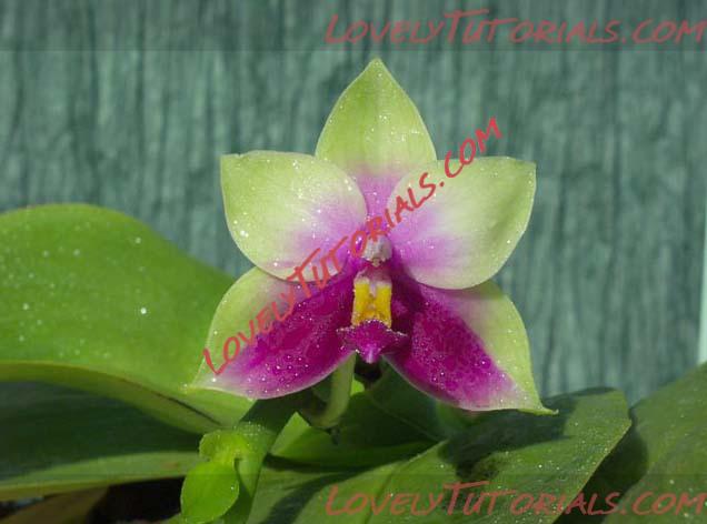 Название: Phalaenopsis bellina.jpg
Просмотров: 1

Размер: 44.5 Кб