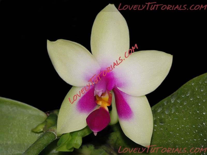 Название: Phalaenopsis bellina3.jpg
Просмотров: 0

Размер: 76.7 Кб