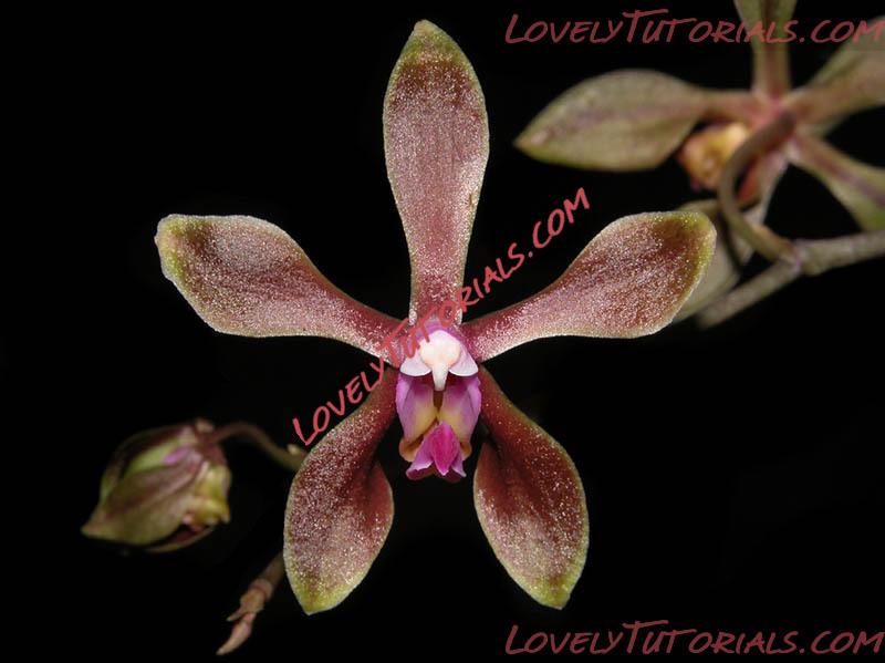 Название: Phalaenopsis braceana.jpg
Просмотров: 1

Размер: 65.4 Кб