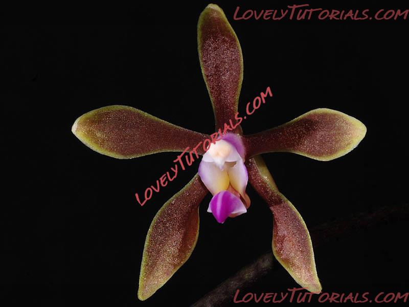 Название: Phalaenopsis braceana2.jpg
Просмотров: 0

Размер: 74.3 Кб