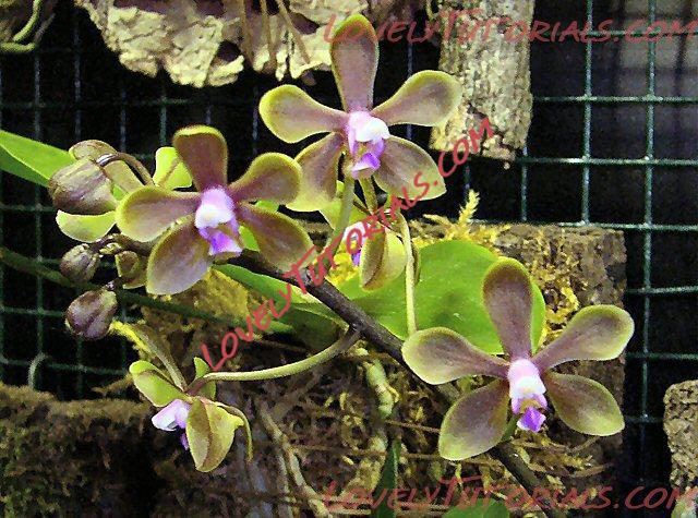 Название: Phalaenopsis braceana3.jpg
Просмотров: 0

Размер: 153.9 Кб