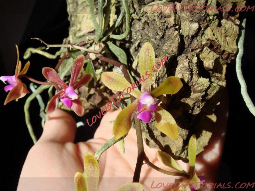 Название: Phalaenopsis braceana4.jpg
Просмотров: 4

Размер: 144.6 Кб