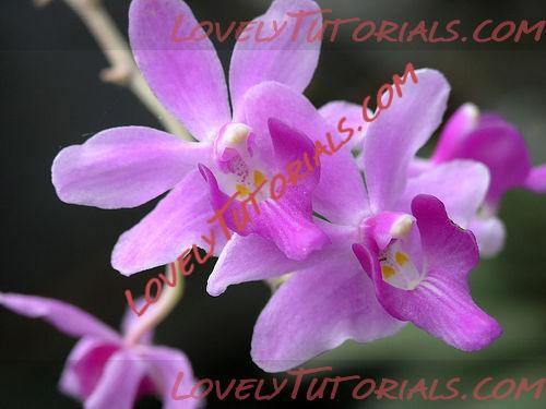 Название: Phalaenopsis buyssoniana.jpg
Просмотров: 0

Размер: 31.3 Кб