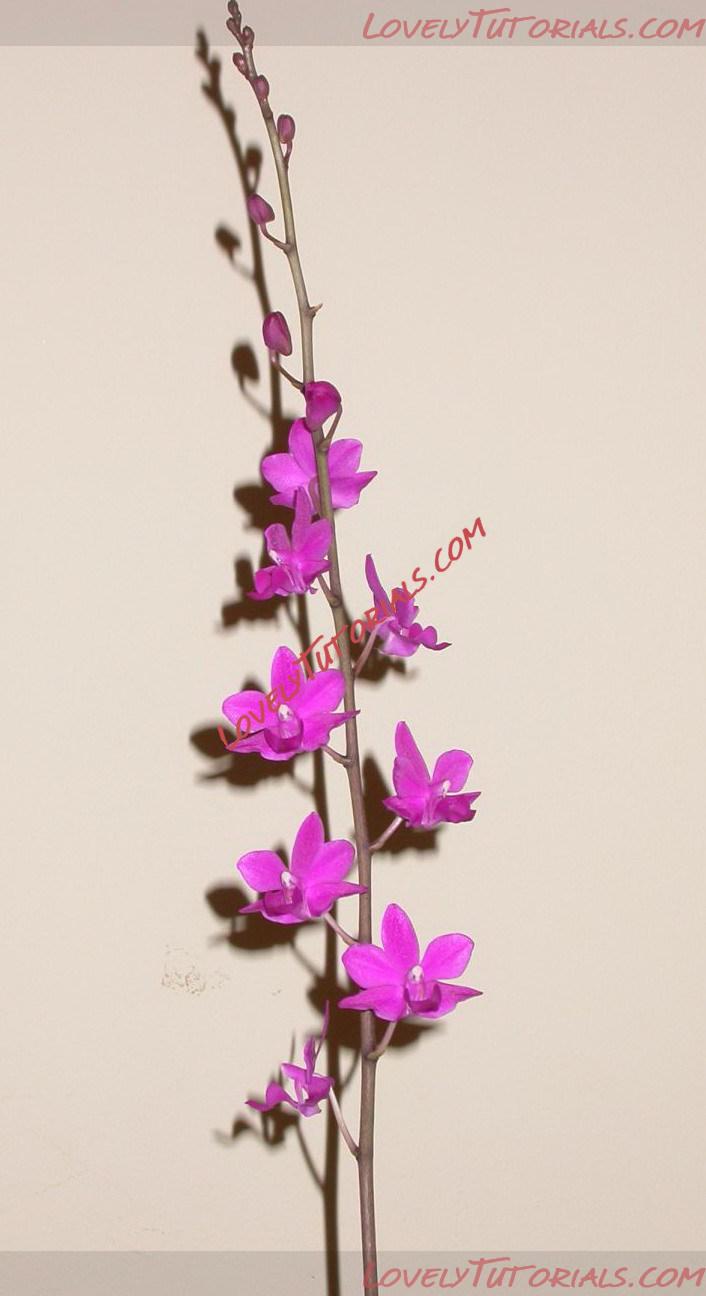 Название: Phalaenopsis buyssoniana3.jpg
Просмотров: 7

Размер: 109.0 Кб