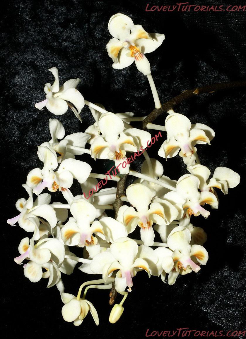 Название: Phalaenopsis celebensis2.jpg
Просмотров: 0

Размер: 276.3 Кб