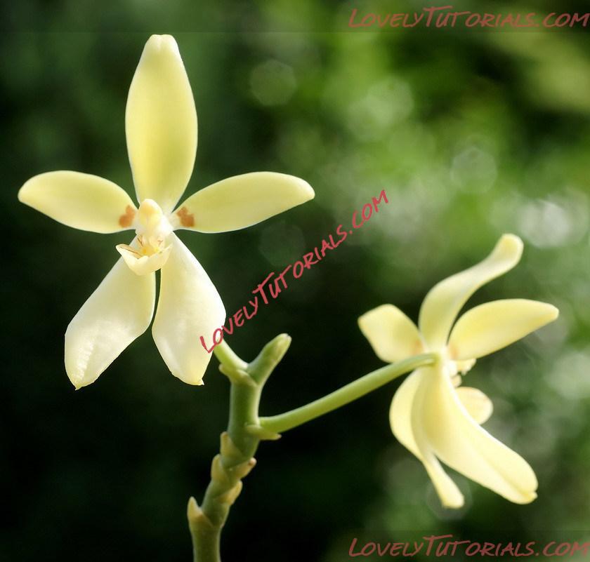 Название: Phalaenopsis cochlearis4.jpg
Просмотров: 7

Размер: 94.1 Кб