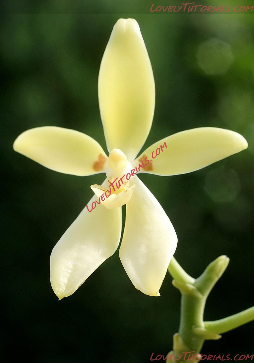 Название: Phalaenopsis cochlearis5.jpg
Просмотров: 0

Размер: 136.5 Кб