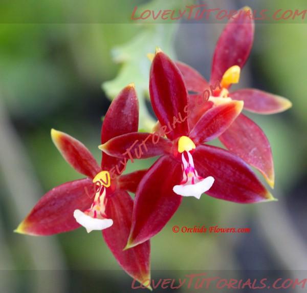 Название: Phalaenopsis cornu-cervi3.jpg
Просмотров: 2

Размер: 75.7 Кб