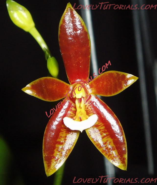 Название: Phalaenopsis cornu-cervi5.jpg
Просмотров: 0

Размер: 74.7 Кб