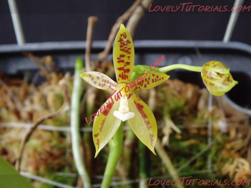 Название: Phalaenopsis cornu-cervi6.jpg
Просмотров: 12

Размер: 105.2 Кб